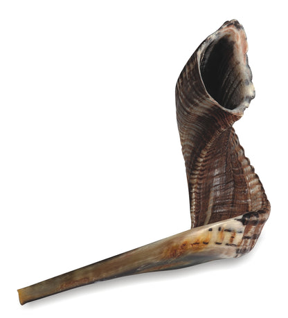 Shofar - Ram's Horn