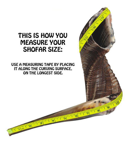 Shofar - Ram's Horn