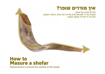 Shofar - Ram's Horn