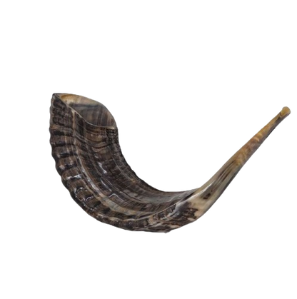 Shofar - Ram's Horn